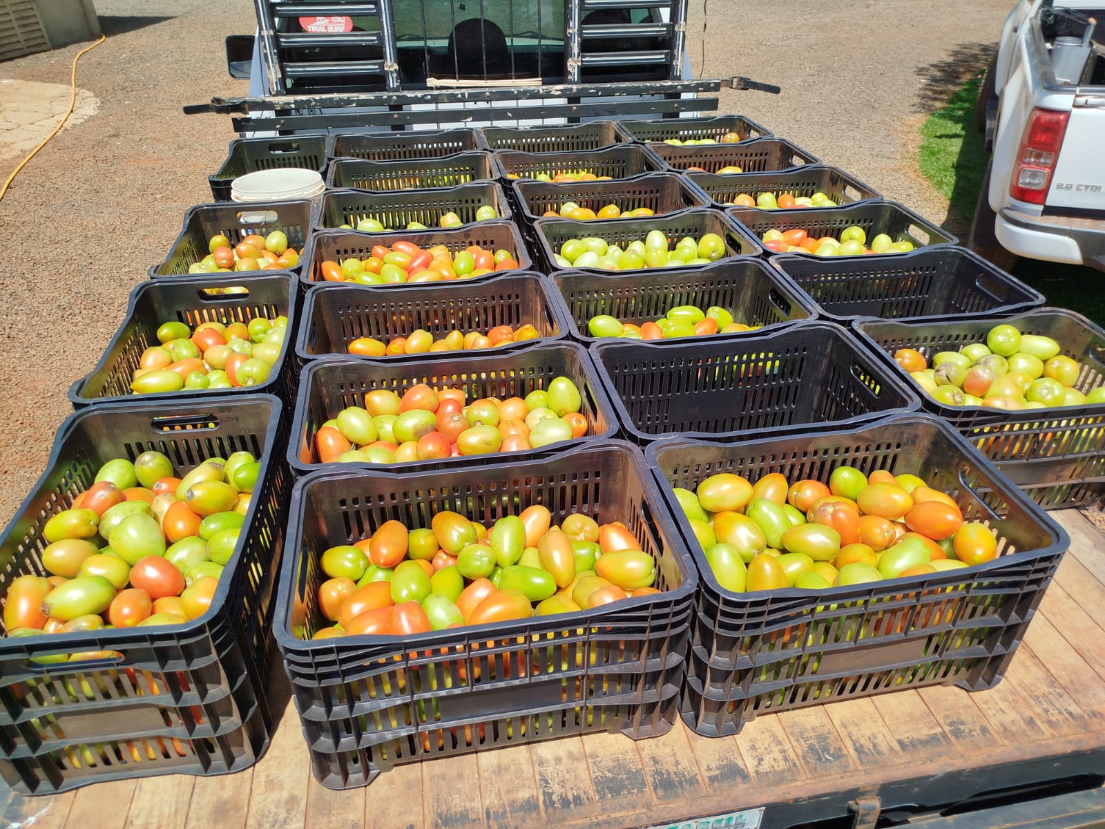 Estufas de tomate da Chácara Erika com tomates maduros e saudáveis